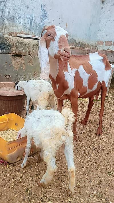 Bakri for sale 2 Bachon k sath
