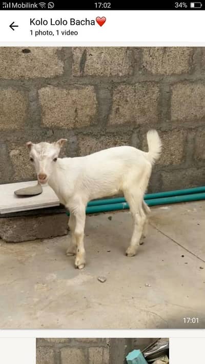 tedy o size gulabi kid urgent sale