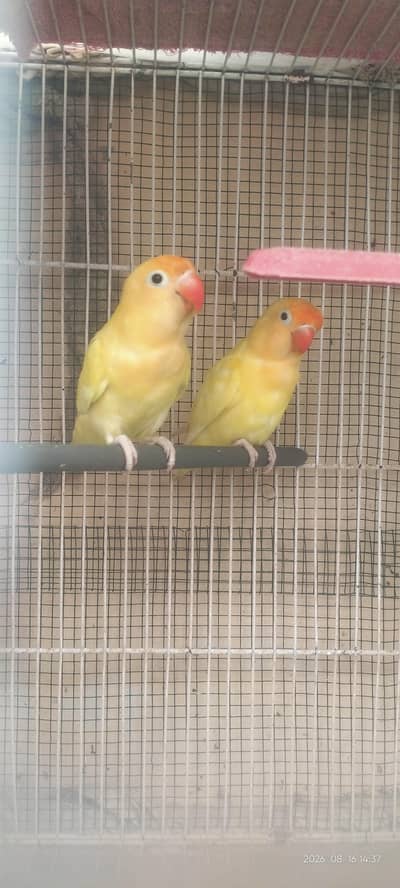 Top Quality Lutino Fischer Love Bird Fully Healthy&Active