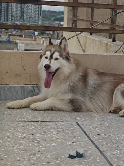 Siberian Husky Woolly coat Pedegree Female | Husky | siberian Husky |
