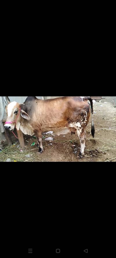 Bull | Wcha | Bchra | Cholista Bchra | Qurbani Bull | wcha Bchra Bull