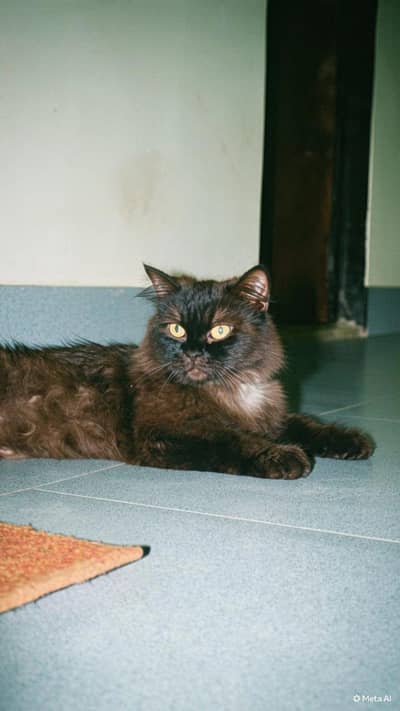 Black Persian Cat  1.5 years age