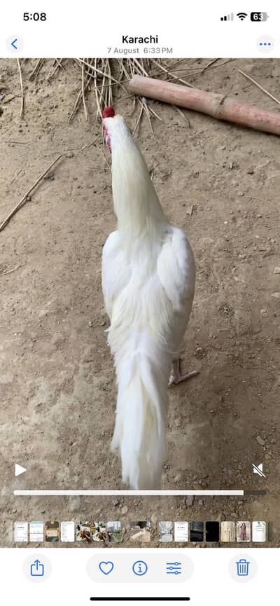 Aseel Heera 8 Months For Sale