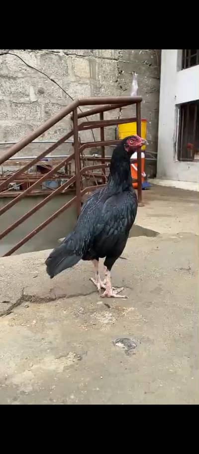 Mushki For Sale
