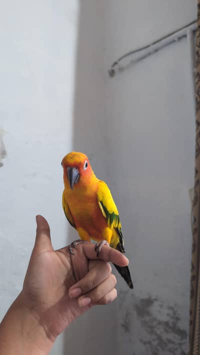 parrot