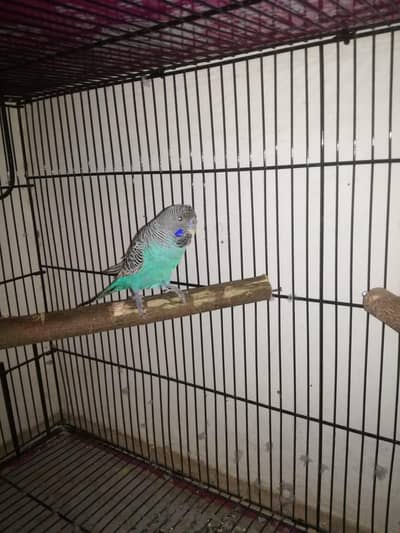 Black Face Budgies in cheap price