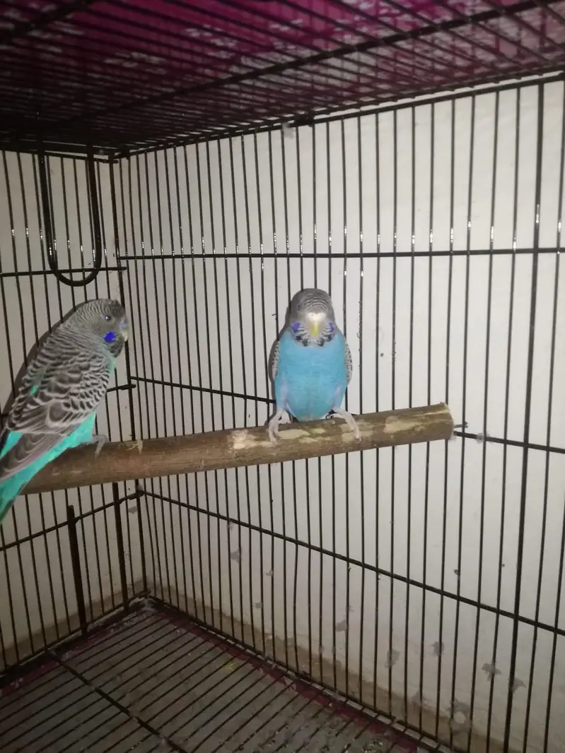 Black Face Budgies in cheap price — photo 3