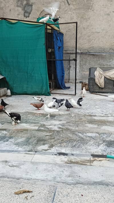 kabootar for sale