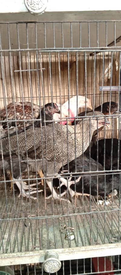 golden misri hen