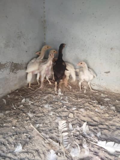 Heera Aseel chiks looking for new shelter