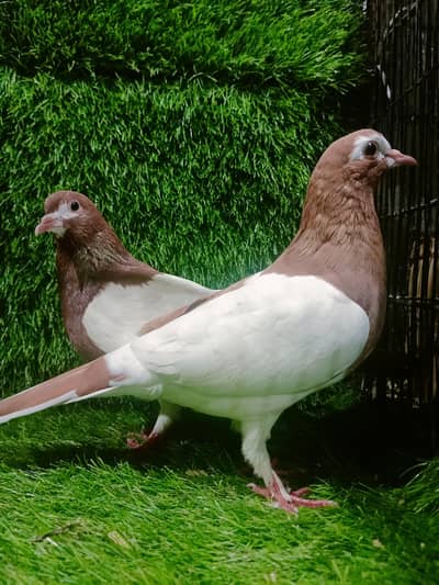 khal Breder pair For sale