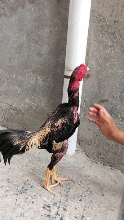 Burma Aseel For Sale