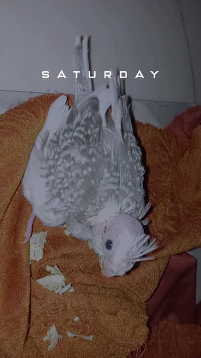 Coacktaisl chicks for hand tame and pair