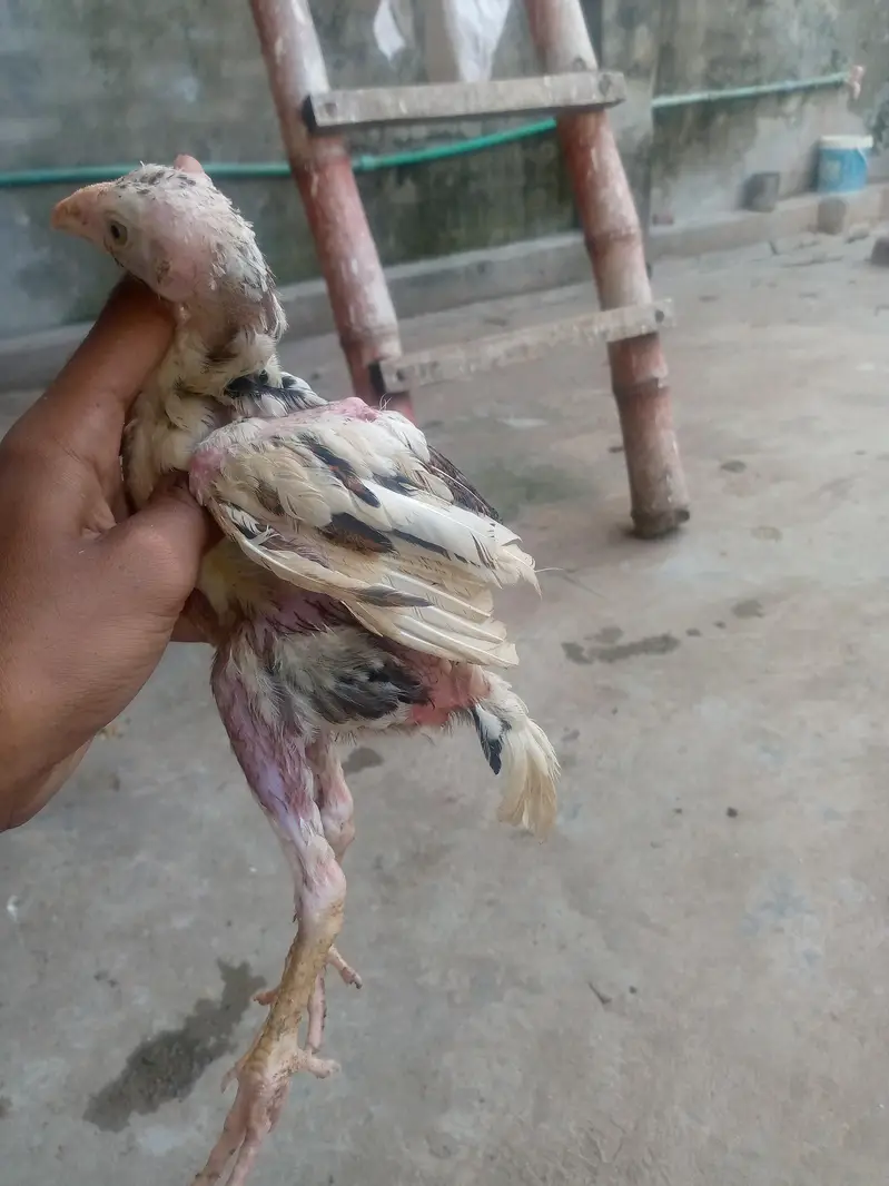 only whatsapp pure Pakistan assel — photo 3