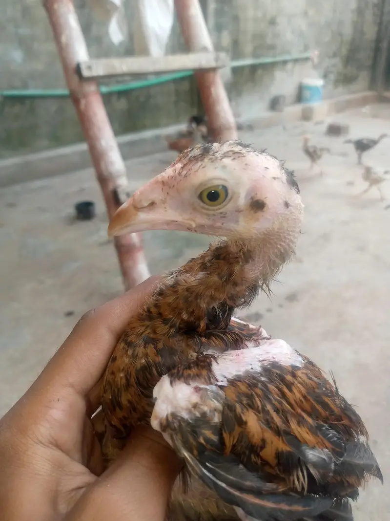 only whatsapp pure Pakistan assel — photo 6