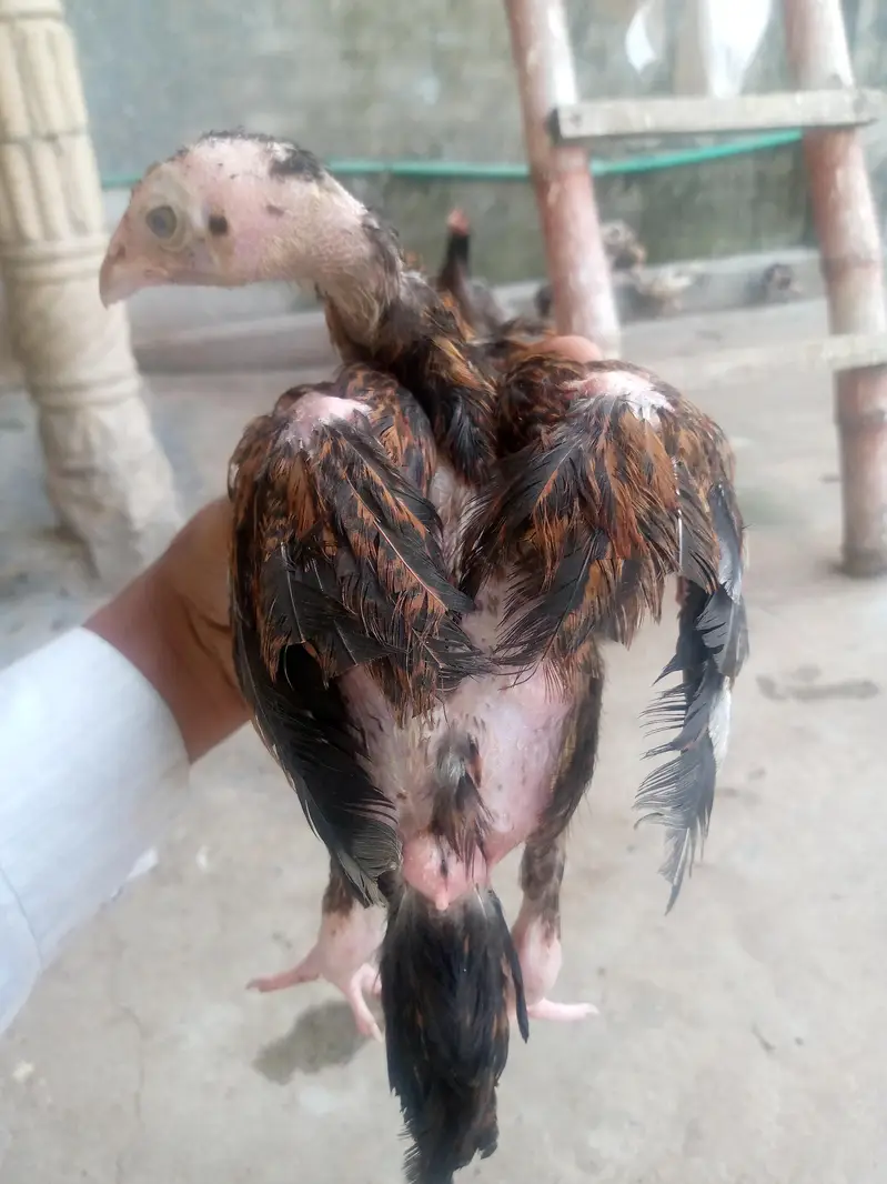 only whatsapp pure Pakistan assel — photo 8
