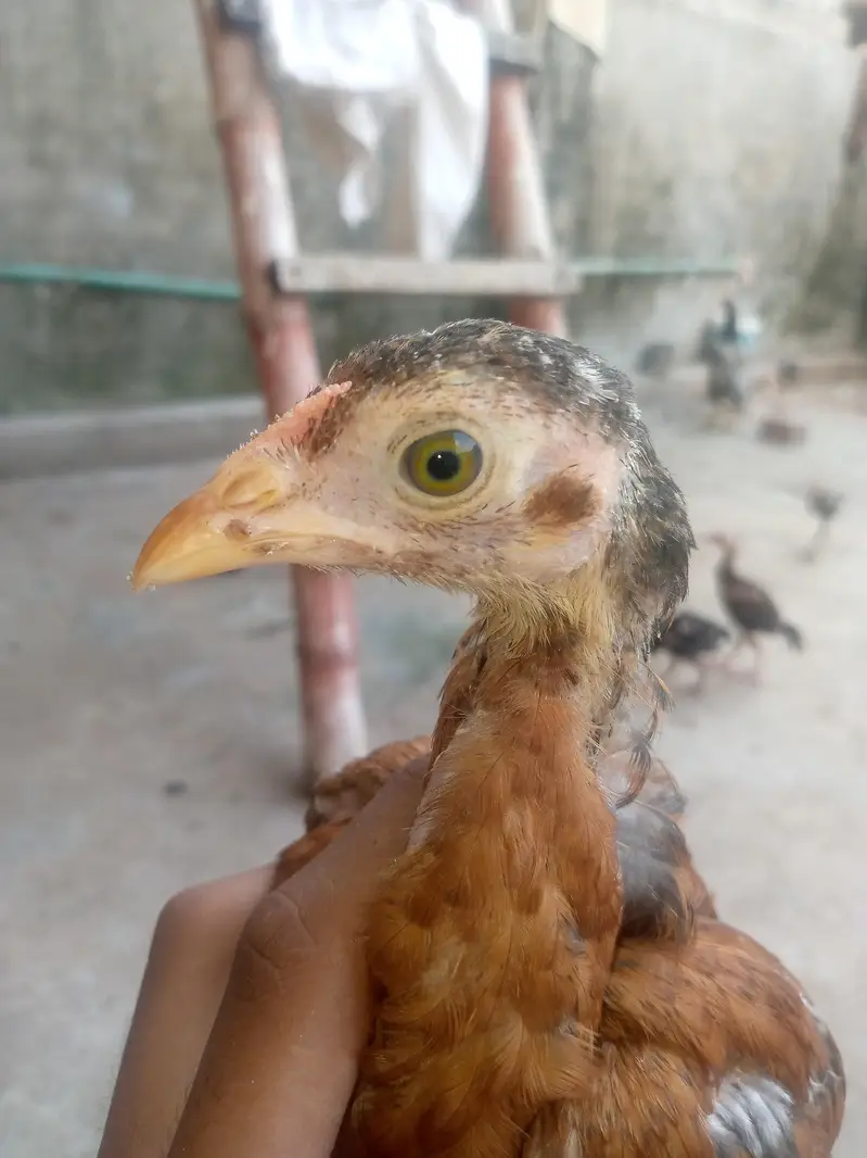 only whatsapp pure Pakistan assel — photo 9