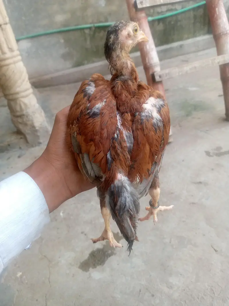 only whatsapp pure Pakistan assel — photo 11