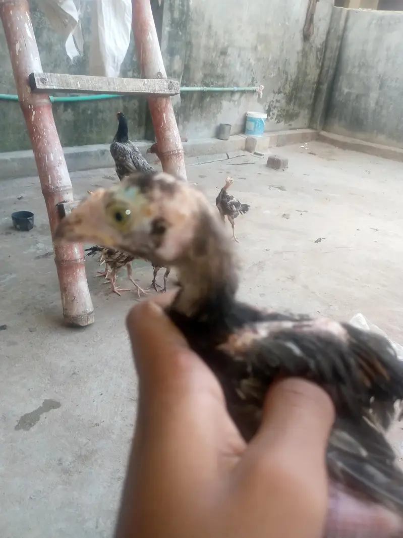only whatsapp pure Pakistan assel — photo 12