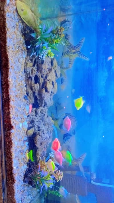 Aquarium & Fish Tank