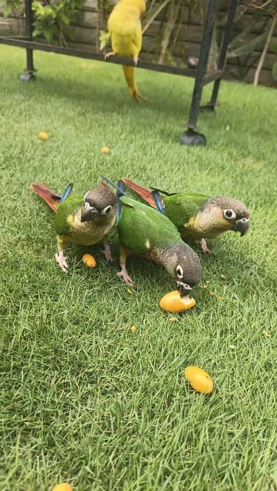 Hand Tame Conure Cocktail Cockatiel Ringneck Available for Sale