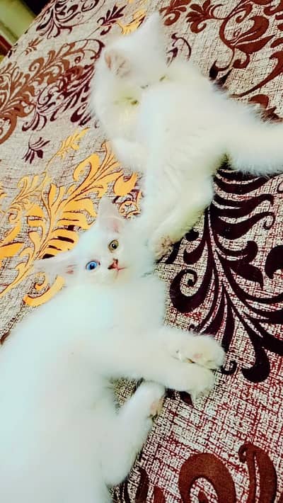 odd eyes persion kittens