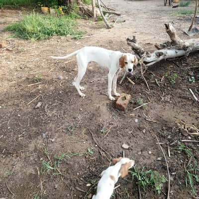 Panter male dog