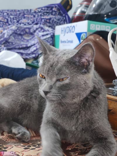 Russian Blue Cat for Sale – Female | Rs. 13,000
