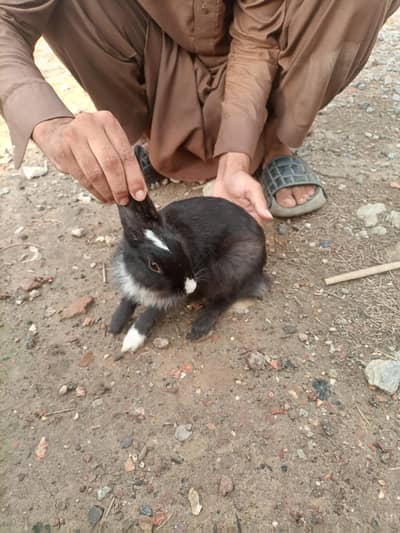 6 rabbits for sale