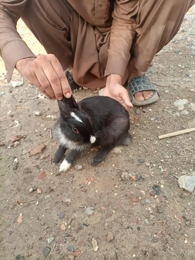 6 rabbits for sale