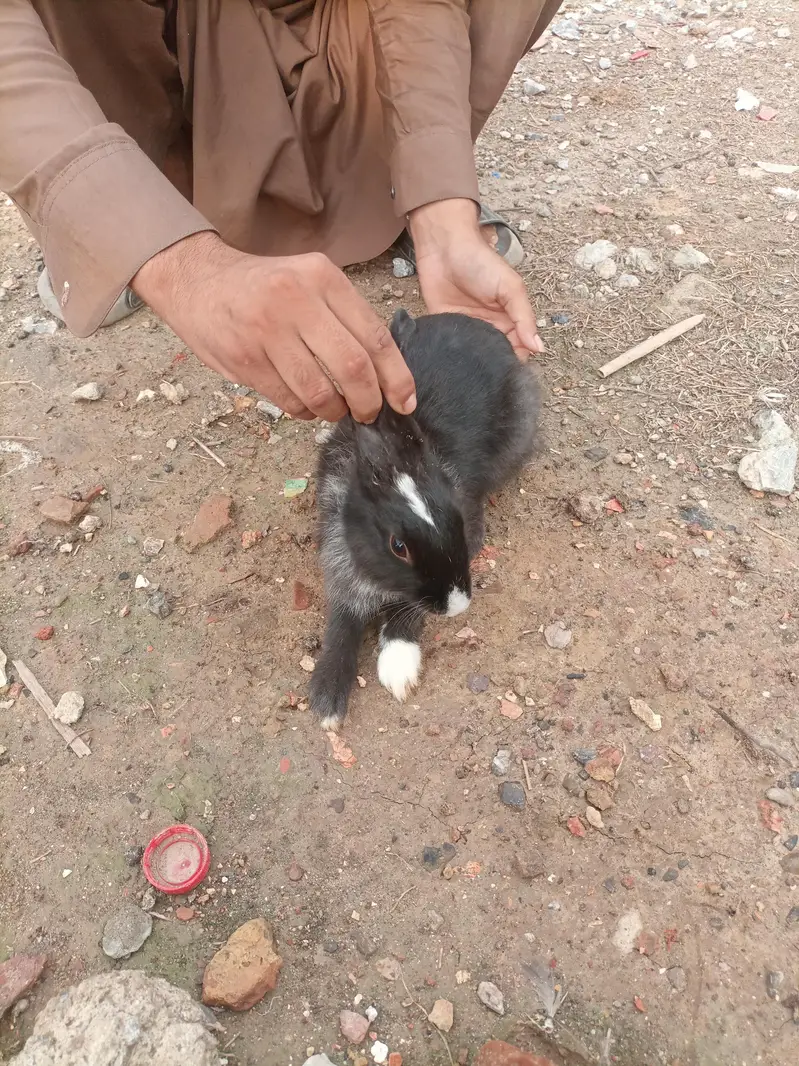 6 rabbits for sale — photo 2