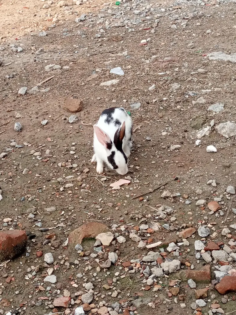 6 rabbits for sale — photo 3