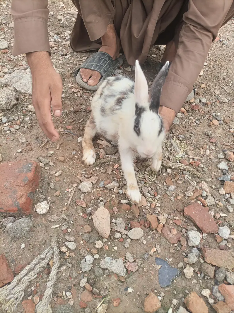6 rabbits for sale — photo 4
