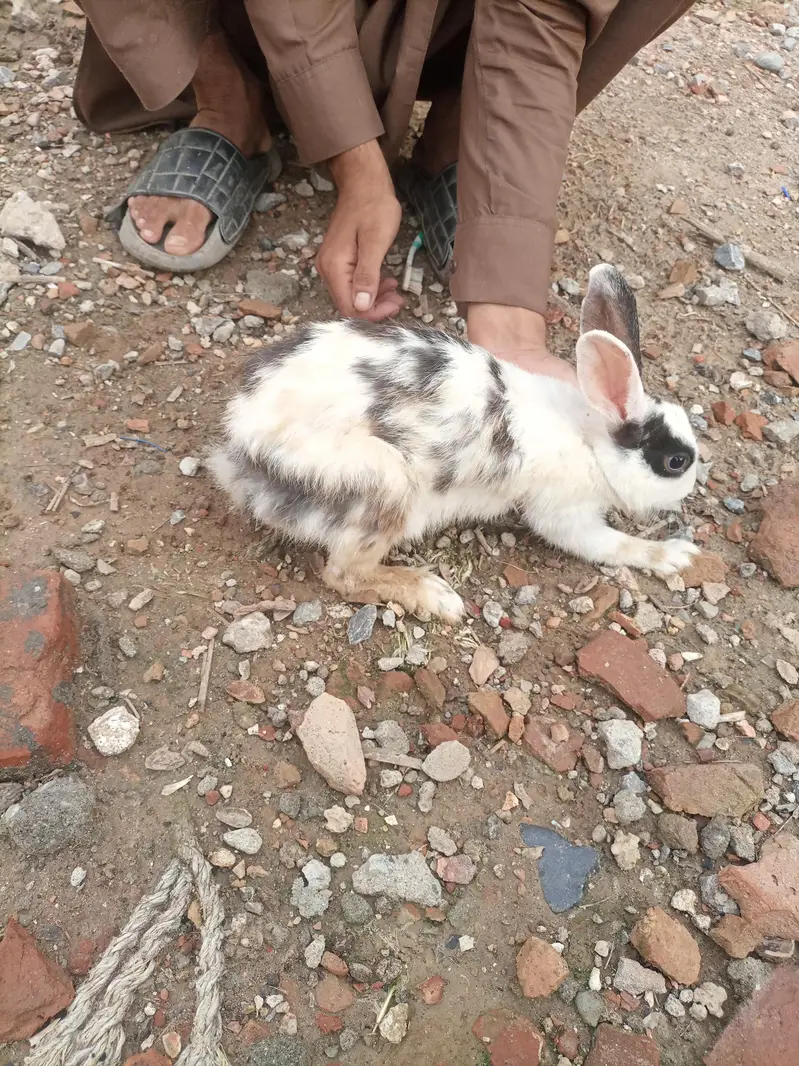 6 rabbits for sale — photo 5