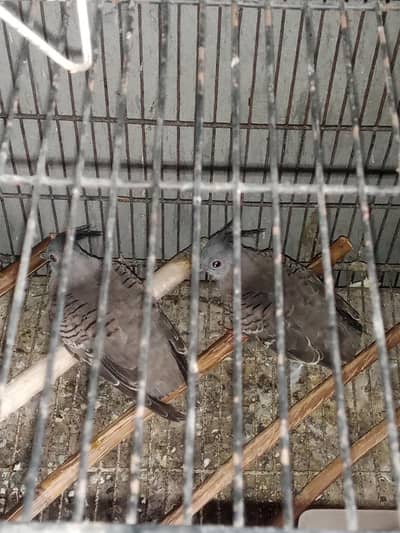 crusted dove young pair
