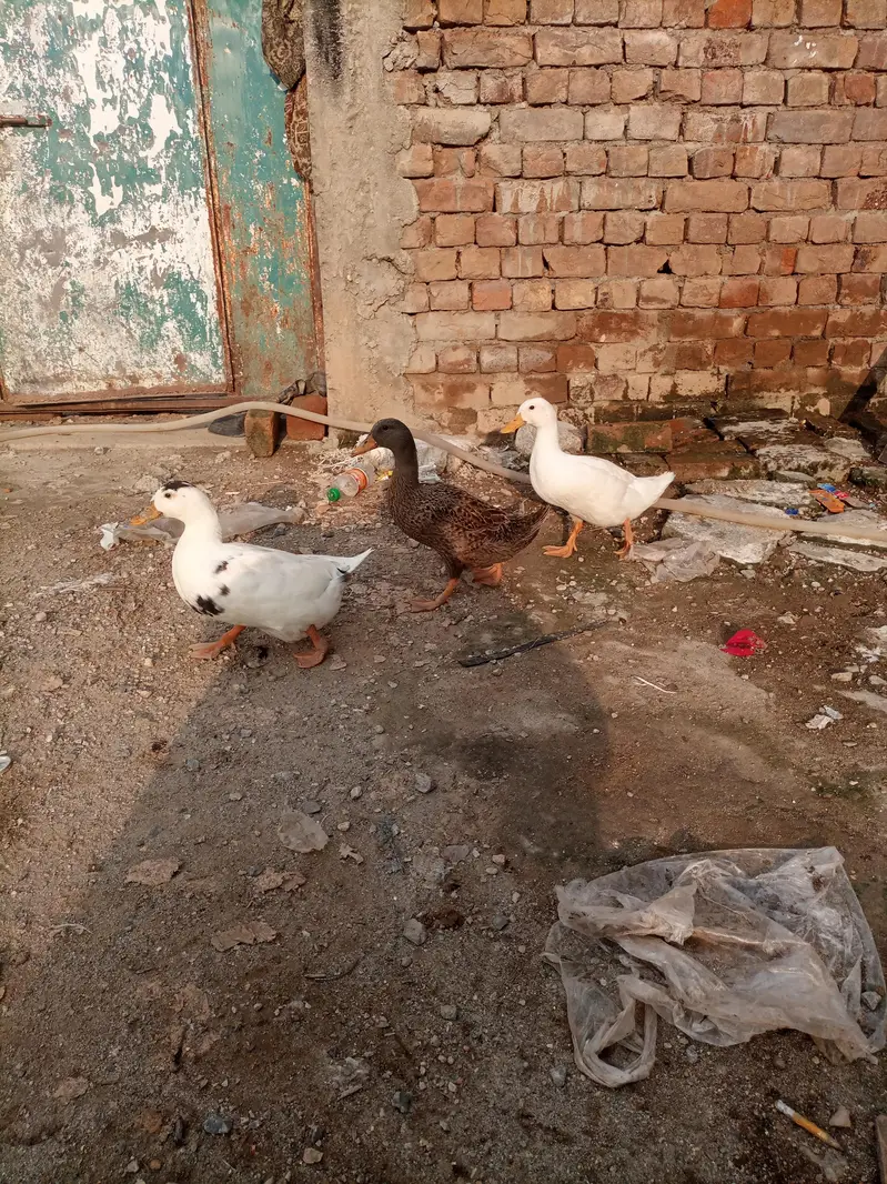 females duck for sale