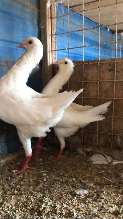 Moltise Breeder Pair