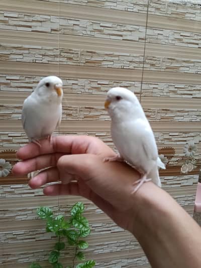 Handtame homebred female budgies ready to breed . .
