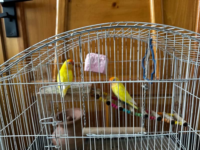 Parrot 0