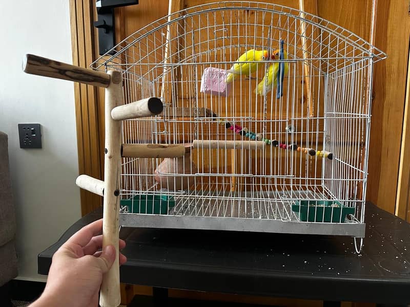 Parrot 1