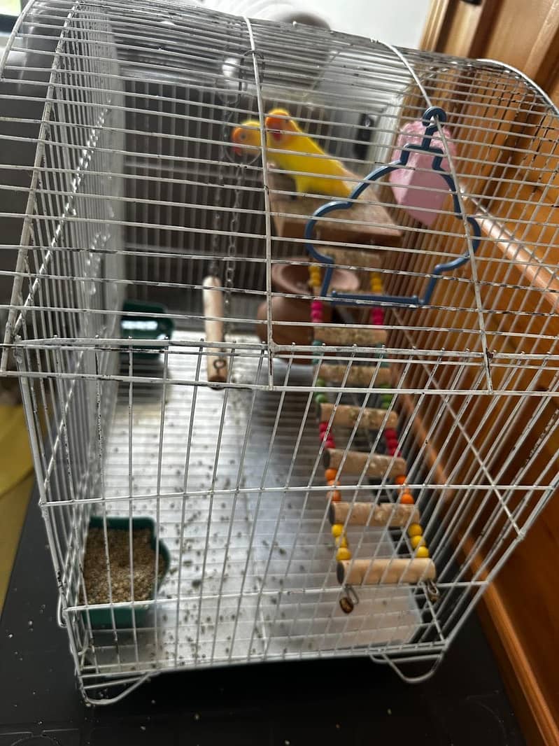 Parrot 2