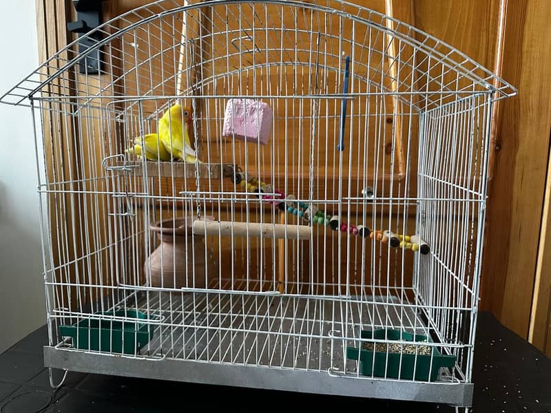 Parrot 3