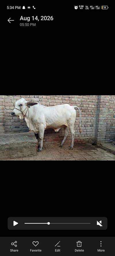 Heavy weight Urgent sale