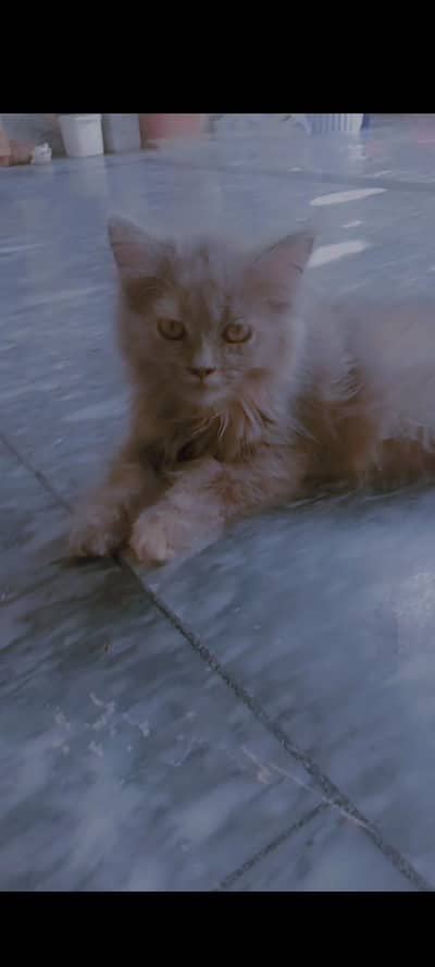 percian cat