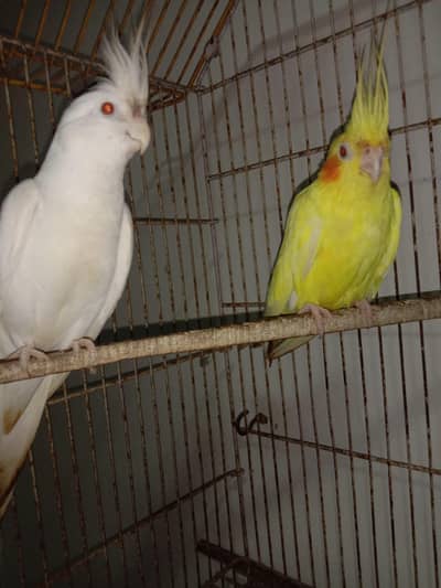 breader pair for sale
