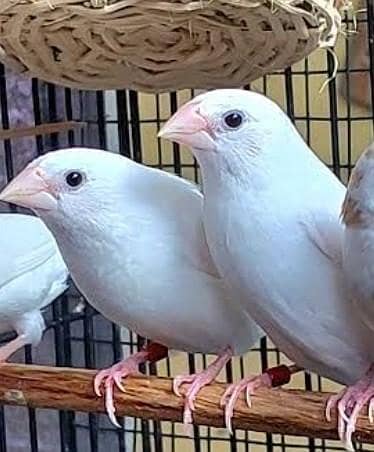 White banglies foster pair