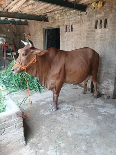 cow 