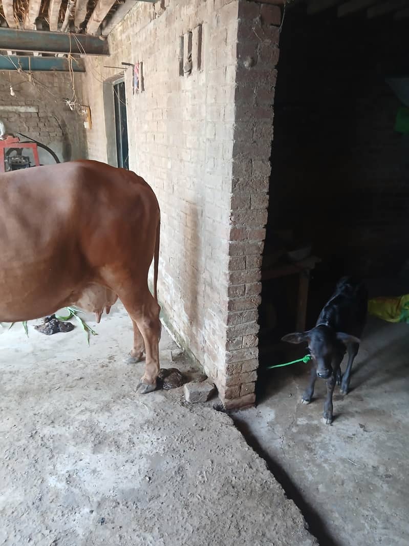 cow  1