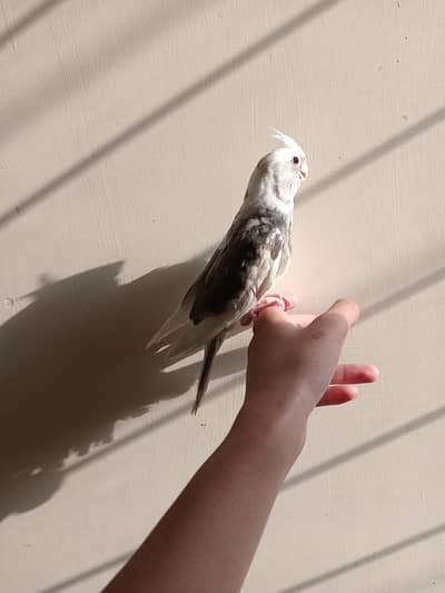 Tame v pied cocktail
