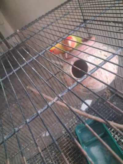A beautiful pair of love bird for sale